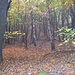 Bosco autunnale.