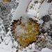 Birkenblatt im Schnee