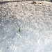 Neve granulosa