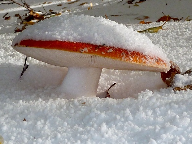 Amanita Muscaria sotto la neve