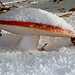 Amanita Muscaria sotto la neve
