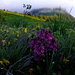 Flori de munte pe platou (Flowers on the mountain plateau)