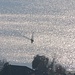 Ein Segelboot auf dem glitzernden Überlinger See vor Sipplingen