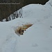 Luca verschwindet fast im Schnee ;-)