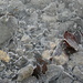 Steine, alte Blätter und Eis