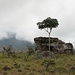stimmungsvoll: Fels mit Baum in der Savanne. Die vielen Steinbrocken stammen von ehemaligen Erosionsabbrüchen der Tepuis