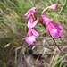 schöne Orchidee am Weg (Epidendrum sp.)