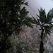 an der Wand angekommen - Nebel und Palmen - eine schöne Atmosphäre