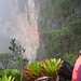 in tropisch-feuchter Vegetation an der Roraima-Wand entlang