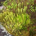 wohl Bärlappgewächse - üppig grün auf einer für Tepuis so typischen Pflanzeninsel