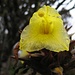 große, gelbe Blüte der Orectanthe sceptrum. Mit Blütenstand erreichen diese locker 1,50 m Höhe