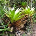 auffällige, große Bromelien im sehr feuchten und üppigen Waldstreifen am Tepui