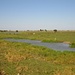 die Llanos - eine weite Schwemmlandschaft, deren Wasserstand je nach Jahreszeit stark variiert