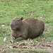 [http://de.wikipedia.org/wiki/Capybara Capybara] oder Riesenwasserschwein - das größte Nagetier der Welt. Mit einem Durchschnittsgewicht (ausgewachsen) von 50 - 60 kg und bis zu 1,30 m Rumpflänge. 