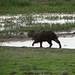 Capybara spaziert in den Llanos