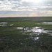 auf der Suche nach Anacondas in den Feuchtsümpfen der Llanos