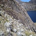Die Anden-typische Páramo-Vegetation über der Laguna Verde