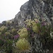die schöne Pflanzenwelt der hohen Anden