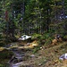 Foto von der zweiten Besteigung am 4./5.11.2012: <br /><br />Unterwegs im herbstlichen Zauberwald zur Hohganthütte.
