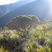 schöner Sonneneinfall ins Buschwerk beim Abstieg auf knapp 3000m 