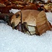 Porcino spuntato da sotto la neve