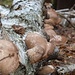 Funghi a mensola su una betulla caduta