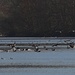 Landung der Graugänse auf dem Lech. Besser zu sehen sind die Gänse [http://f.hikr.org/files/963602.jpg so]<br /><br />Atterraggio delle oche grige sul fiume Lech. Meglio da vedere le ocche sono  [http://f.hikr.org/files/963602.jpg cosi]