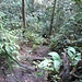 Weg durch den Regenwald