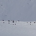 Ein Gämsrudel (ca. 30 Tiere) am Osthang des Piz Mez