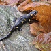 La salamandra!!, poverina quasi la schiacciavamo!!