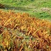 Herbst in den schönen Kitzbüheler Alpen