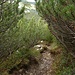 der Latschenweg auf dem Abstieg zum Hirschtalsattel