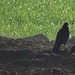 Rabenkrähen auf den frisch gepflügten, dampfenden Feldern.<br /><br />Cornacchie (Corvus corone) sui campi fumanti, appena arati.