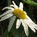 Eine der wenigen Blumen, die man auf den Feldern noch findet: die Hundskamille.<br /><br />Uno dei pochi fiori che si trova ancora nei campi: Anthemis