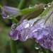Die Wassertropfen gibt es auch in lila.<br /><br />Le gocce d`acqua ci sono anche in colore lila.