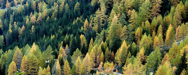 Herbstwald am Fuß des Teischnitztals.