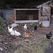 Le galline della famiglia Tresch a Breitlaui.