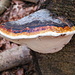 I colori del caramello su questo fungo arboricolo (Fomitopsis pinicola)