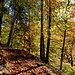 Herbstfarben im Aufstieg durch die Gum(m)ischlucht
