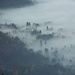 Geisterwald an der Nebelgrenze