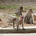 vorwitzige Affen, welche nicht zum Zoo gehören und entsprechend frei herumtollen