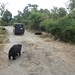 auf Safari: Schwarzbären liegen auf der Strasse rum ...