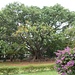 ein mächtiger, über 200-jähriger "silk-cotton tree"