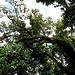 der Gang durch den Regenwald beginnt - nach dem Gate zum Park