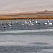 Flamingos in einem Salzsee nahe Eilat