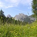 Blumenpracht in den Lienzer Dolomiten.