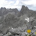 Zwei gelber Mohn und viele grau Felsgipfels in Lienzer Dolomiten, Teplitzer Spitze im Vordergrund, Sandspitzen, Gamskopfe, Seekofel im Hintergrund.