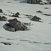 Schepperndes Geschnatter machte uns auf eine Gruppe Schneehühner aufmerksam, die einen recht großen Schneefleck zur Bleibe auserkoren haben...