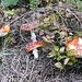 Pilzfamilie - der kleinste im Gebüsch