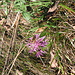 Centaurea jacea, Asteraceae. Erba amara o Fiordaliso stoppone.